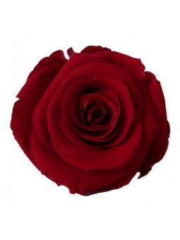 Rose stabilisée rouge M 6cm