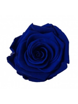 Rose stabilisée Bleu Marine...