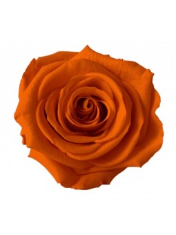 Rose stabilisée Orange M 6cm