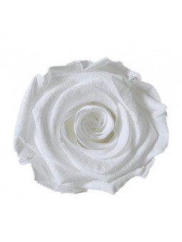 Rose stabilisée blanc pur M...