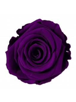 Rose stabilisée Violet M 6cm