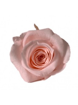 Rose stabilisée rose 4cm...