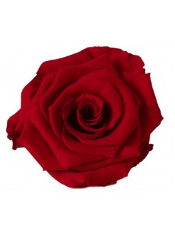 Rose stabilisée rouge XL 8cm