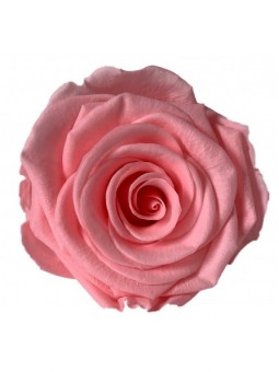 Rose stabilisée Rose M 6 cm