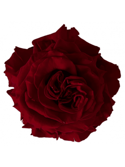 Rose stabilisée Romantique...